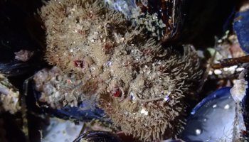 Pacific Rock crab, night tide pooling, southern California tide pooling, intertidal life, invertebrates, crabs