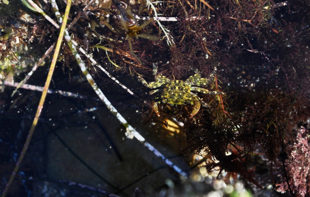 Striped Shore crab, tide pooling in socal, tide pools, intertidal crabs, marine life, crustaceans