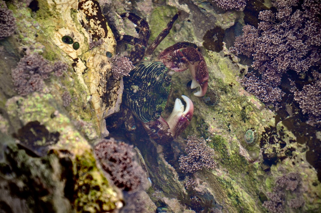Striped Shore crab, tide pooling in socal, tide pools, intertidal crabs, marine life, crustaceans 