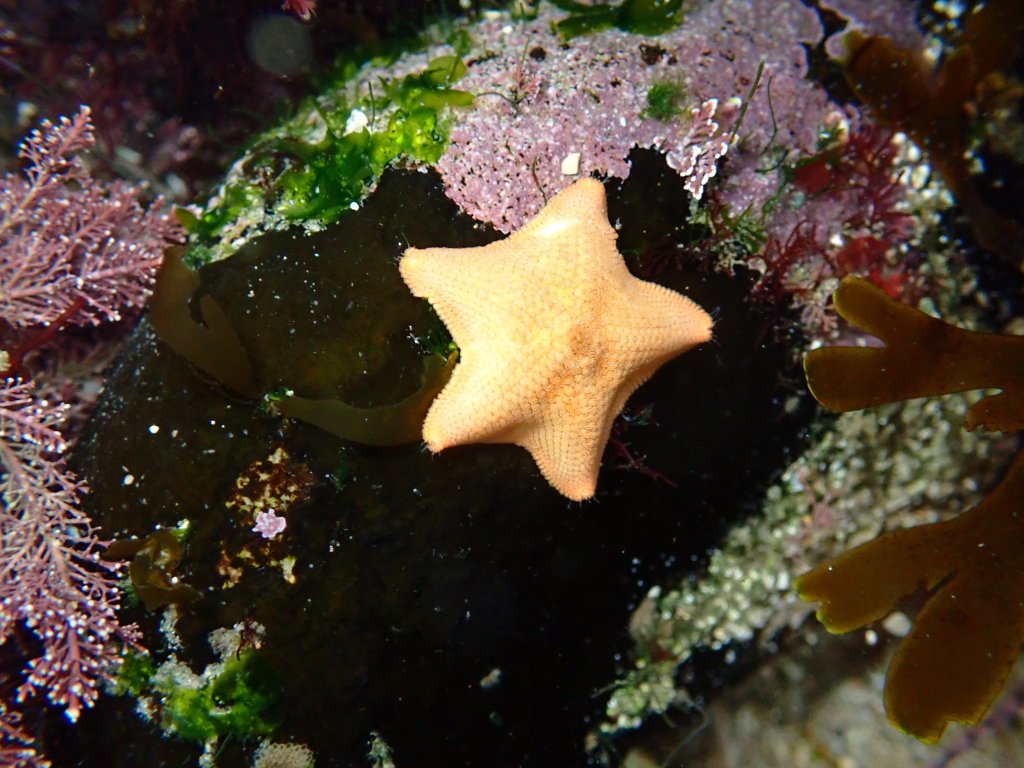 bat star, echinoderm, tide pooling, what are echinoderms?
