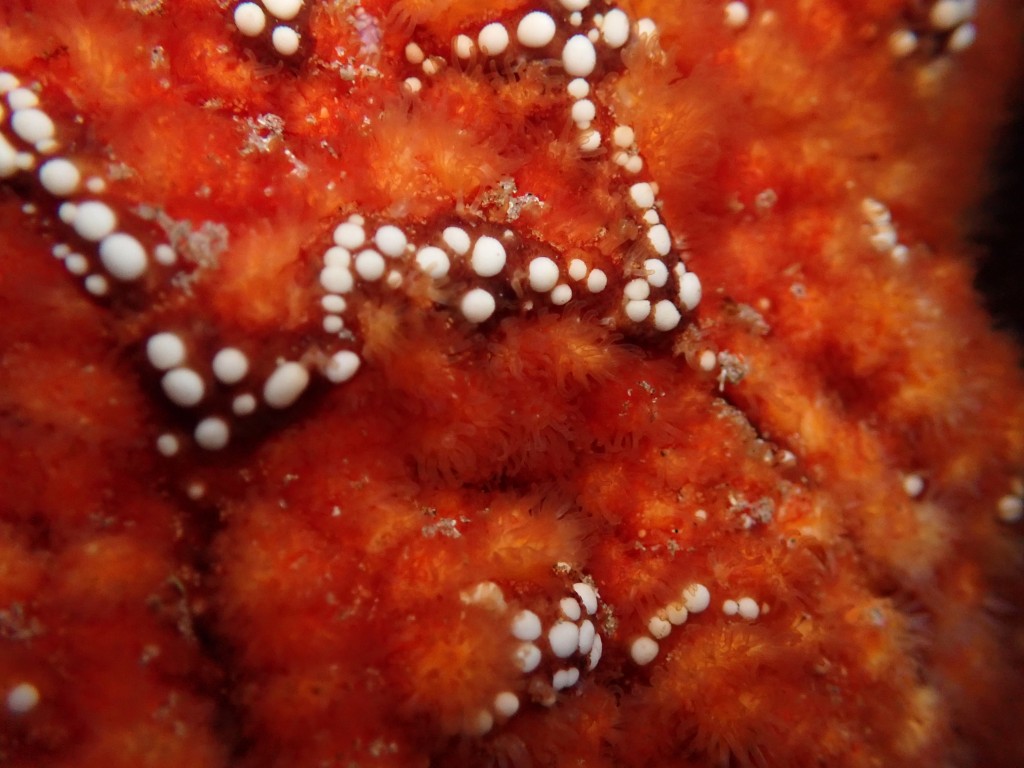 ochre sea star, California, echinoderm, tide pooling, what are echinoderms?