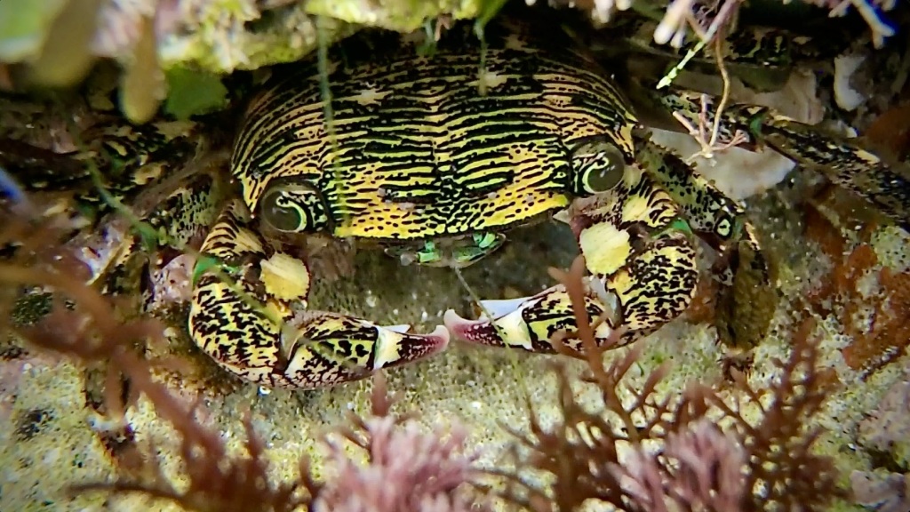 Striped Shore crab, tide pooling in socal, tide pools, intertidal crabs, marine life, crustaceans