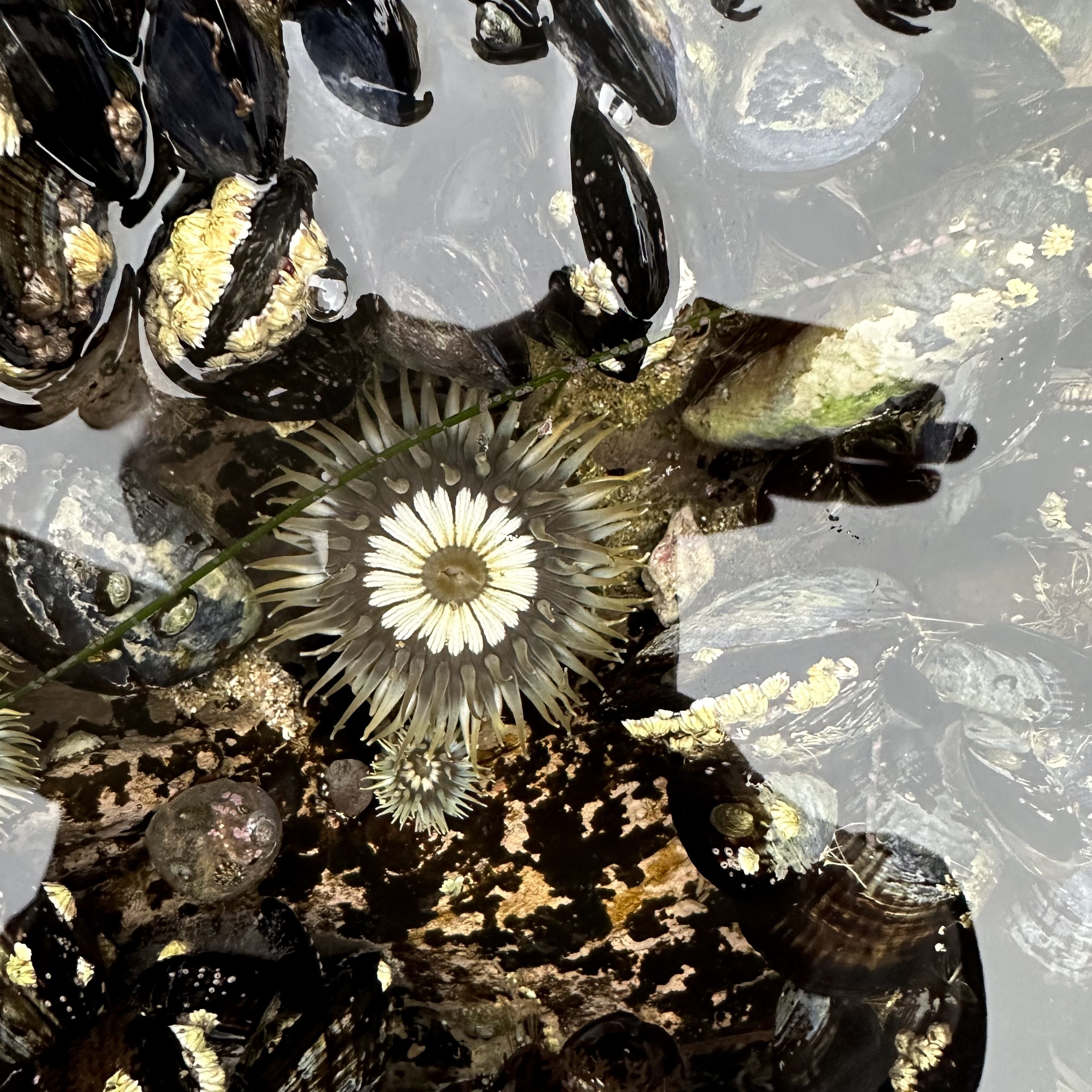 aggregating anemone, intertidal animals that look like plants, tide pools, the tide pooler blog