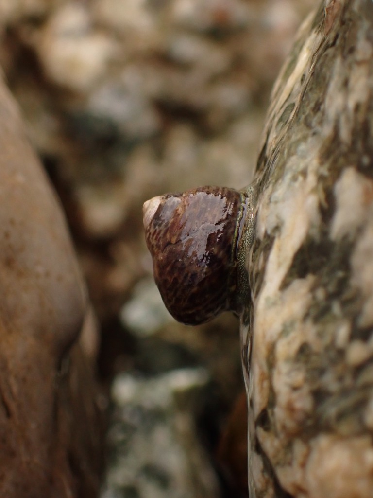 snail, Turbinate Monodont, tide pooling, intertidal in the Mediterranean, tide pooling in Italy,