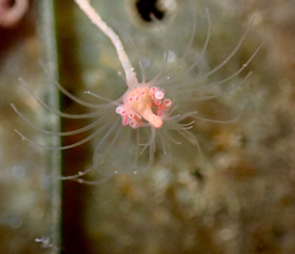 Hydroid, dock fouling, intertidal animals that look like plants, tide pools, the tide pooler blog