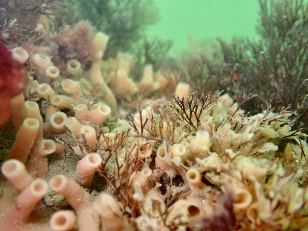 Sponges, dock fouling, intertidal animals that look like plants, tide pools, the tide pooler blog