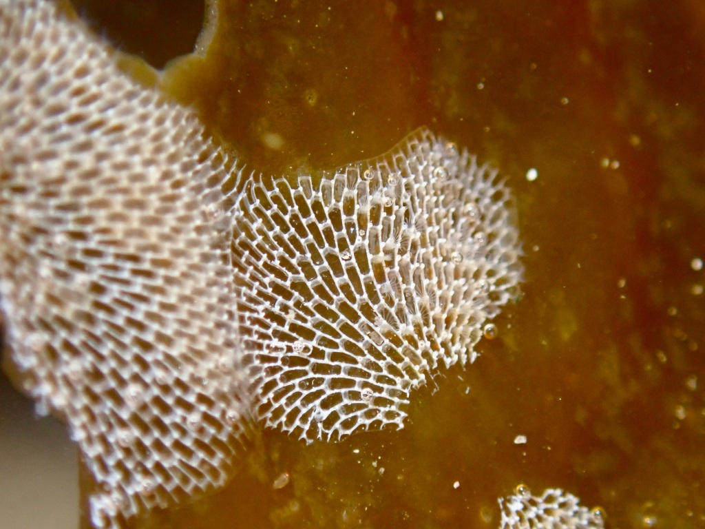 Bryozoan, lacy kelp bryozoan, intertidal animals that look like plants, tide pools, the tide pooler blog