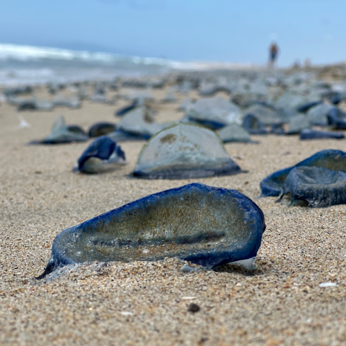 What are the Blue Sea Jelly-Things Washing up On California’s Beaches?