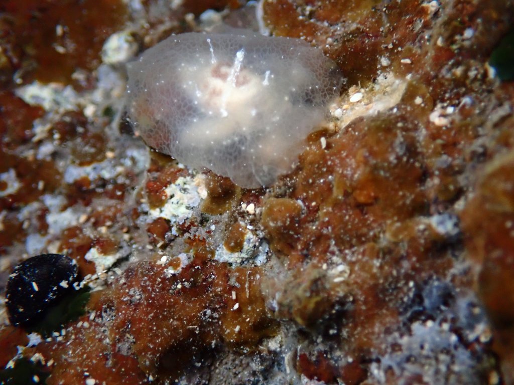 head shield slug, Tide pooling in Hawaii, tide pooling at night, intertidal life, hawaii marine life,