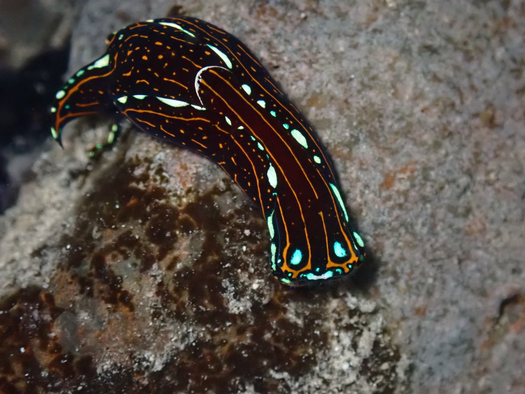 spotted swallowtail slug, Tide pooling in Hawaii, tide pooling at night, intertidal life, hawaii marine life,