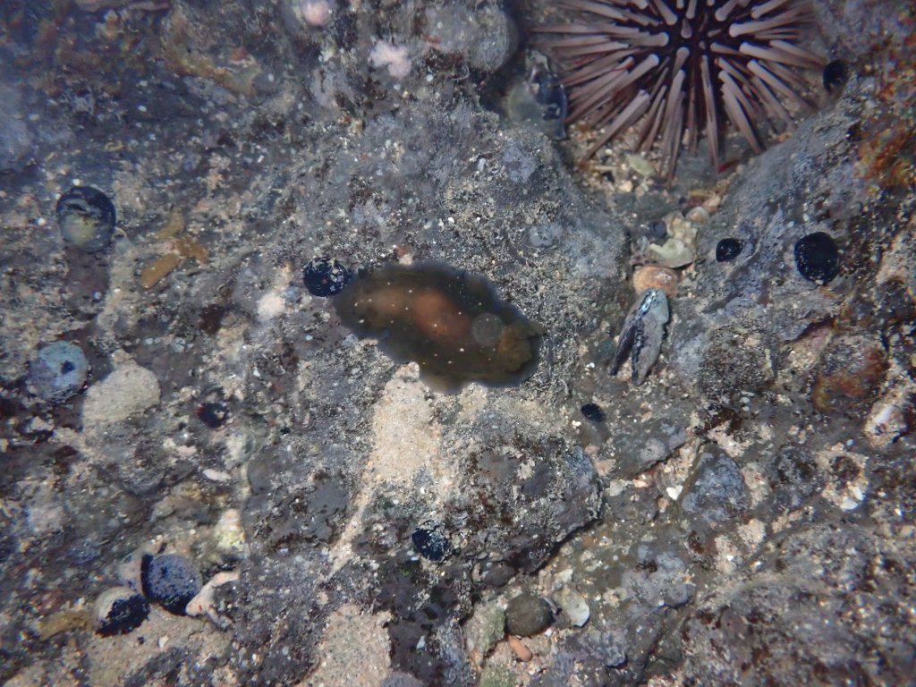 black doris, Tide pooling in Hawaii, tide pooling at night, intertidal life, hawaii marine life,