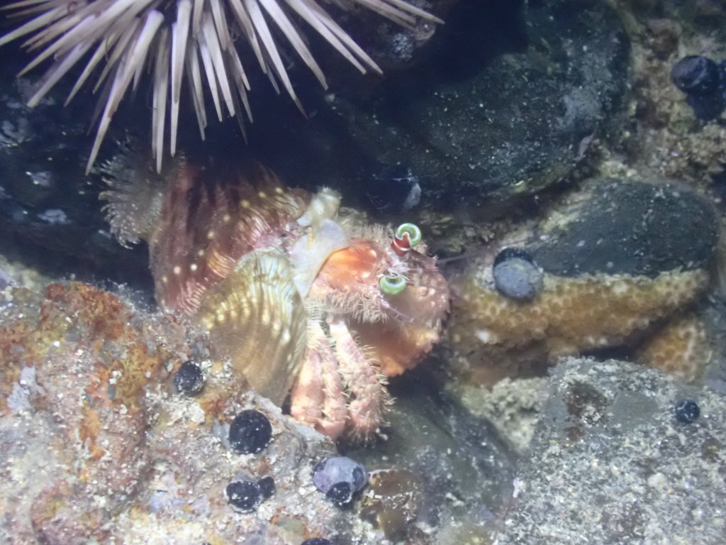 jeweled anemone crab, Tide pooling in Hawaii, tide pooling at night, intertidal life, hawaii marine life,