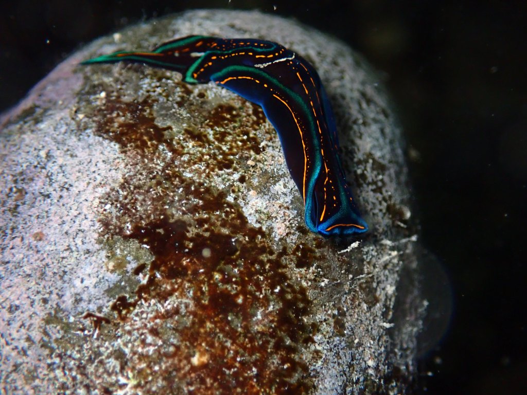 swallowtail headshield slug, Tide pooling in Hawaii, tide pooling at night, intertidal life, hawaii marine life,