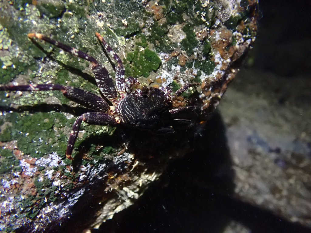 Thin shelled rock crab, Tide pooling in Hawaii, tide pooling at night, intertidal life, hawaii marine life,
